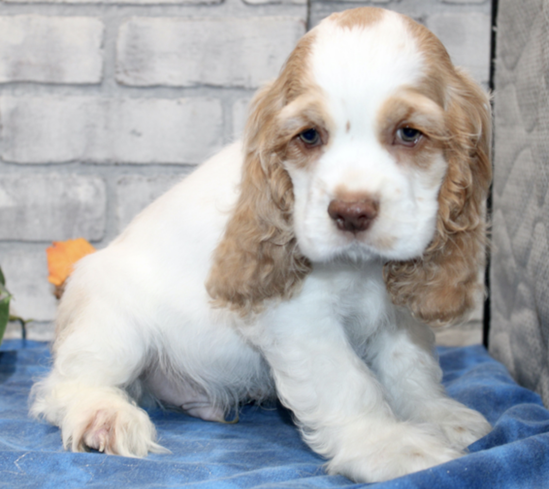 comprar cachorros sanos, baratos y asequibles para la venta